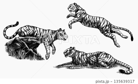 Realistic black and white Tigers drawing in very detailed old engraving style. Pen and ink used 135639317