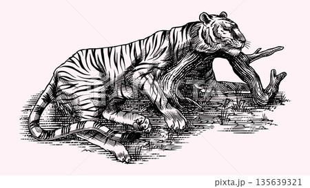Realistic black and white sleeping Tiger drawing in very detailed old engraving style. Pen and ink Realistic black and white sleeping Tiger drawing in very detailed old engraving style. Pen and ink 135639321