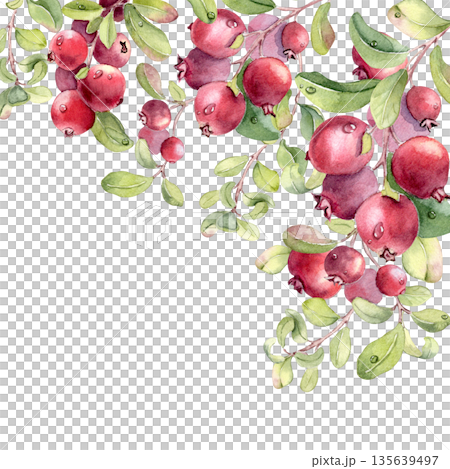 Watercolor corner border bright red berries and green stems on white background. Superfood northern berries artwork for food packaging, recipe card, or nature related design. Lingonberry frame card. Watercolor corner border bright red berries and green stems on white background. Superfood northern berries artwork for food packaging, recipe card, or nature related design. Lingonberry frame card. 135639497