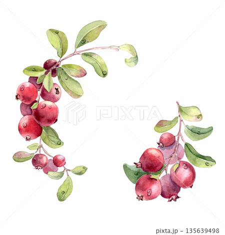Watercolor hand drawn lingonberry and leaf with dew drop illustration isolated on white. Frame of fresh red berries on branch. Botanical element for greeting card design or food packaging. Watercolor hand drawn lingonberry and leaf with dew drop illustration isolated on white. Frame of fresh red berries on branch. Botanical element for greeting card design or food packaging. 135639498