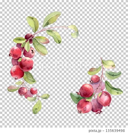 Watercolor hand drawn lingonberry and leaf with dew drop illustration isolated on white. Frame of fresh red berries on branch. Botanical element for greeting card design or food packaging. 135639498