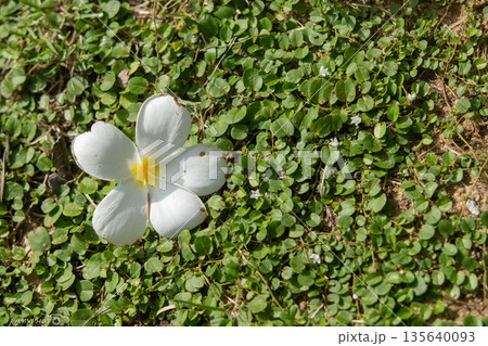 White frangipani flowers on a green background. White frangipani flowers on a green background. 135640093