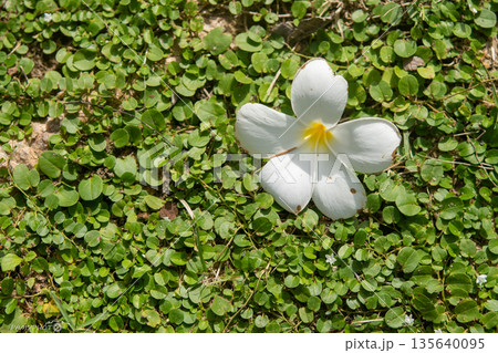 White frangipani flowers on a green background. White frangipani flowers on a green background. 135640095
