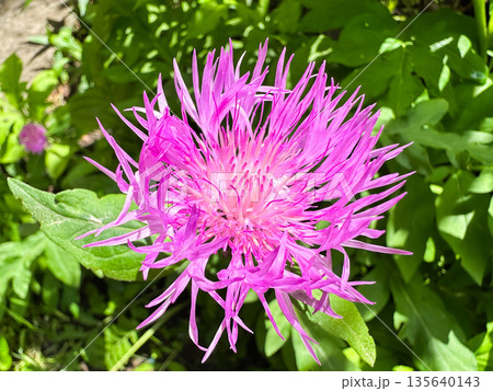 Vibrant pink flower blooming amid lush green foliage. Vibrant pink flower blooming amid lush green foliage. 135640143