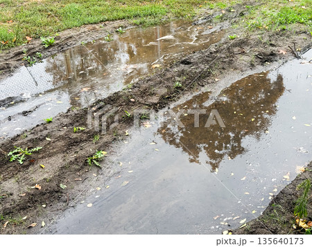 Rain puddles on muddy path reflecting trees in nature setting. 135640173