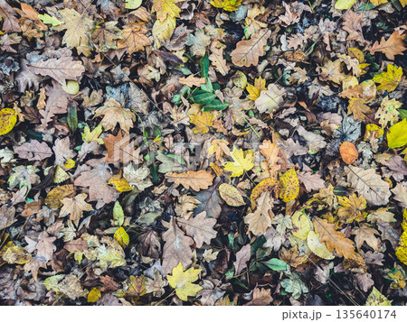 Colorful autumn leaves covering the forest floor in vibrant hues. 135640174