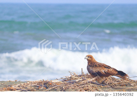 トビと白波 135640392