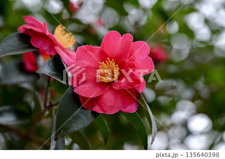 赤いサザンカの花 135640398