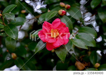 赤いサザンカの花 赤いサザンカの花 135640400