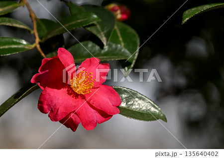 赤いサザンカの花 赤いサザンカの花 135640402