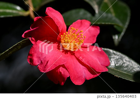 赤いサザンカの花 赤いサザンカの花 135640403