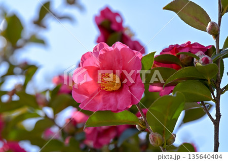 赤いサザンカの花 135640404