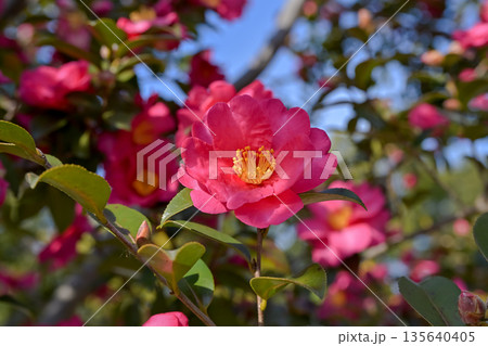 赤いサザンカの花 135640405