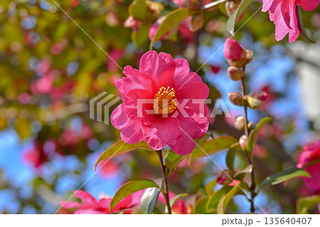 赤いサザンカの花 135640407