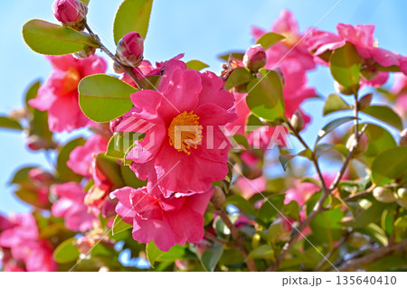 赤いサザンカの花 135640410