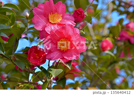 赤いサザンカの花 赤いサザンカの花 135640412