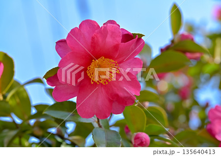 赤いサザンカの花 赤いサザンカの花 135640413