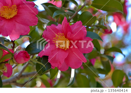 赤いサザンカの花 135640414
