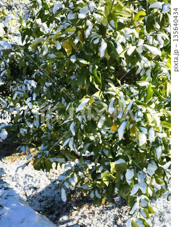 雪が降った畑 果樹園 雪が降った畑 果樹園 135640434
