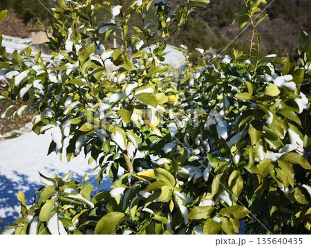 雪が降った畑　果樹園 135640435