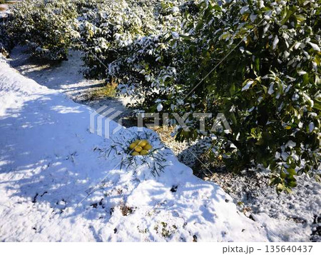 雪が降った畑 果樹園 雪が降った畑 果樹園 135640437