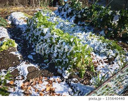 雪が降った畑 果樹園 雪が降った畑 果樹園 135640440