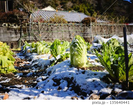 雪が降った畑　果樹園 135640441