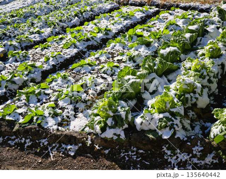 雪が降った畑　果樹園 135640442