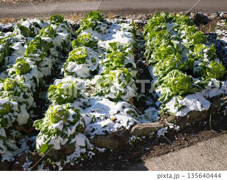 雪が降った畑 果樹園 雪が降った畑 果樹園 135640444