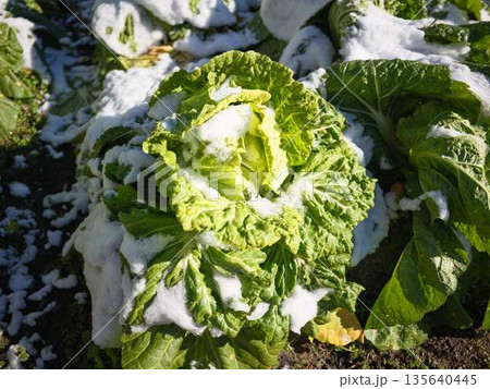 雪が降った畑 果樹園 雪が降った畑 果樹園 135640445