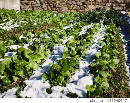 雪が降った畑　果樹園 135640447