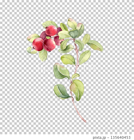 Watercolor lingonberry branch with red berries and green leaves isolated on white. Botanical illustration for food, nature, and healthy eating concept. Northern sour berry plant hand drawn. Watercolor lingonberry branch with red berries and green leaves isolated on white. Botanical illustration for food, nature, and healthy eating concept. Northern sour berry plant hand drawn. 135640453