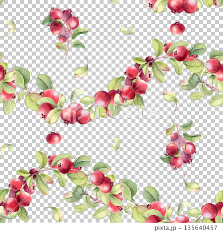 Seamless watercolor pattern of red berries on wavy branches isolated on white. Botanical background for paper, wallpaper, textile, craft, packaging. Nature repeat with lingonberry for scrapbooking. Seamless watercolor pattern of red berries on wavy branches isolated on white. Botanical background for paper, wallpaper, textile, craft, packaging. Nature repeat with lingonberry for scrapbooking. 135640457