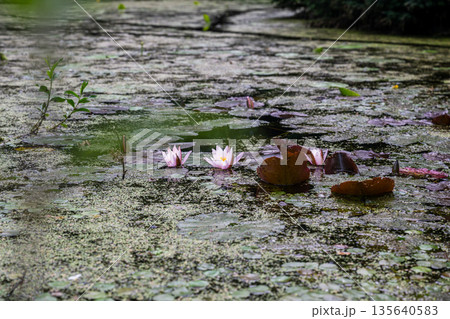 Pink water lilies blooming on calm pond with green algae and aquatic plants Pink water lilies blooming on calm pond with green algae and aquatic plants 135640583