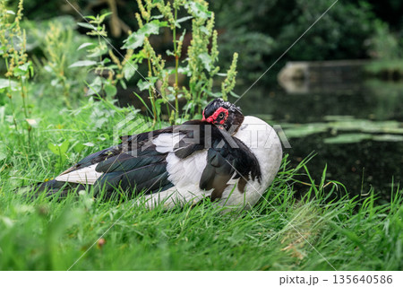 Muscovy duck resting on green grass near pond in peaceful natural countryside setting Muscovy duck resting on green grass near pond in peaceful natural countryside setting 135640586