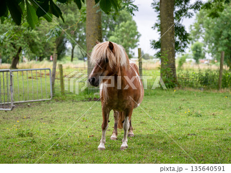 Small brown pony standing on green meadow near fence in peaceful countryside farm Small brown pony standing on green meadow near fence in peaceful countryside farm 135640591