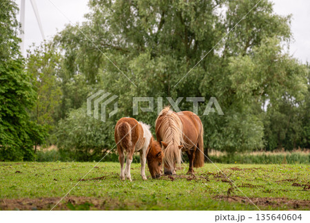 Two small ponies grazing together on green meadow with forest background in countryside Two small ponies grazing together on green meadow with forest background in countryside 135640604