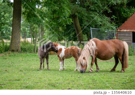 Three small ponies grazing together on green meadow in peaceful countryside farm 135640610