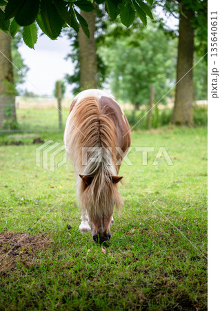 Cute small pony grazing on green meadow in countryside under trees 135640611