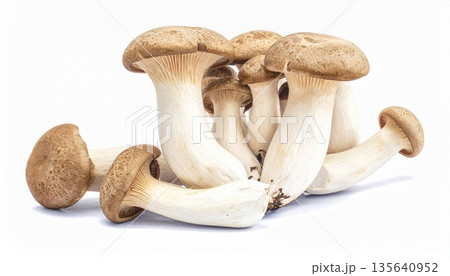 エリンギ4 135640952