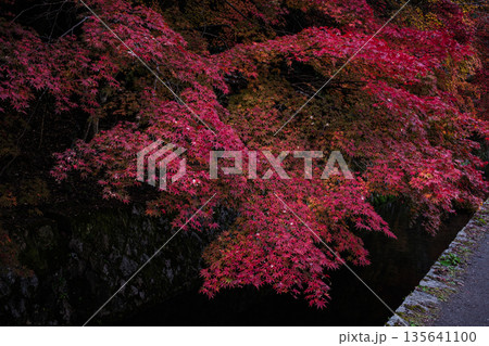 京都府哲学の道燃ゆる静寂秋の紅葉 京都府哲学の道燃ゆる静寂秋の紅葉 135641100