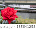赤いバラと橋の遠景 - 都会のロマンス 135641258