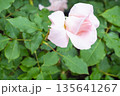 淡いピンクのバラと瑞々しい葉 - クローズアップ 135641267