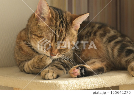 ねこのいる窓際の風景 135641270