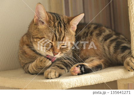 ねこのいる窓際の風景 135641271