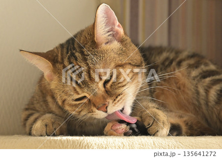 ねこのいる窓際の風景 135641272