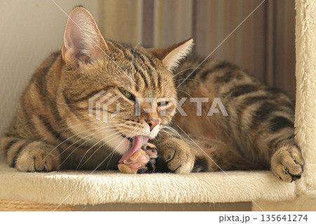 ねこのいる窓際の風景 ねこのいる窓際の風景 135641274