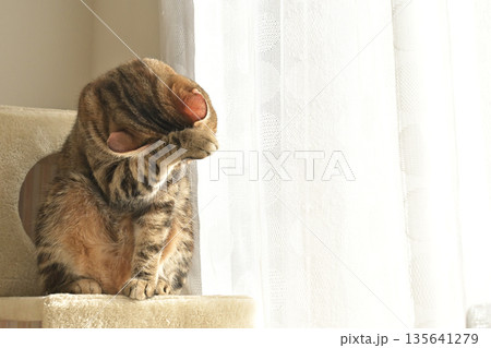 ねこのいる窓際の風景 ねこのいる窓際の風景 135641279