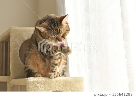 ねこのいる窓際の風景 ねこのいる窓際の風景 135641298