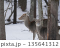 雪の中で出会ったエゾシカ 135641312